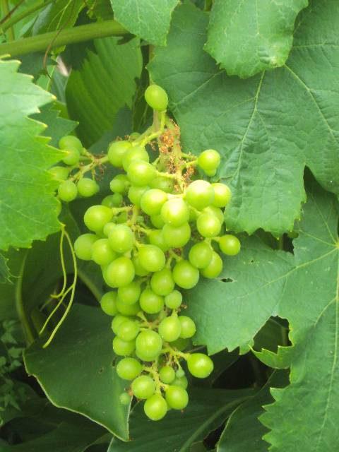 The scents and tastes of Rab - Interactive workshops at OPG RABPUR family farm on the following topics: GRAPES